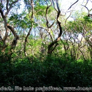 Ratargul Swamp Forest_16